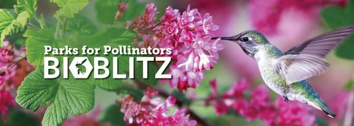 Parks for pollinators ad with Pink flowers and a hummin bird behind parks for pollinators bioblitz text